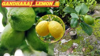 West Bengals Most Famous aromatic Lemon GANDHRAJ brandnursery plants lemon 91 95474 55636 [upl. by Schechinger]