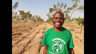 Gliricidia Sepium  Farmers Tell Their Stories [upl. by France550]