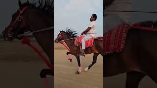 AR STUD FARM KA BACCHA GHODA SAWAR GOLU horse horser horseriding horserider runninghorse [upl. by Earlene944]