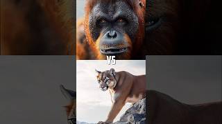 Primates vs Cats [upl. by Shyamal818]