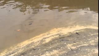 Amazing fish walking on land and running on water Bako NP Borneo [upl. by Htessil]