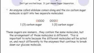 glycolysis for dummies [upl. by Pamella523]