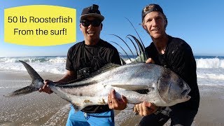 Huge Roosterfish Surf Fishing in Cabo [upl. by Leahcimnaj]