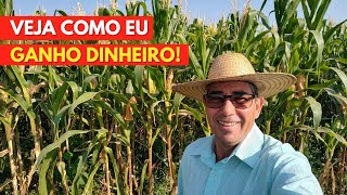 Como Ganhar DINHEIRO com MILHO VERDE Veja como eu Faço [upl. by Sitarski]