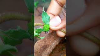 How to grow white bhringraj at home in tamil venkat family official [upl. by Bedwell]