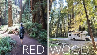 LIFE ON THE ROAD  Redwood National Park  Crossing into Oregon [upl. by Revell]