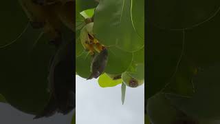 Warbling whiteeye afternoon snack 822024 🐦🇯🇵🌺💯🤙🏾 asmr tgif mejiro [upl. by Mattox281]