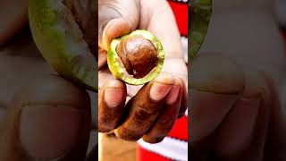 Macadamia Nuts  What are the Health Benefits [upl. by Jethro]