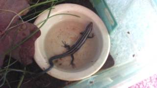 How to care for your skink [upl. by Cul]