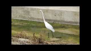 How a Great Egret Walks California [upl. by Aurelius]