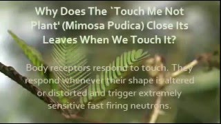 HOW DOES THE MIMOSA PUDICA WORKS [upl. by Betsy]