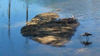 Keene NH Ashuelot River Park Crane Eat Fish for Lunch 7 4 2018 1 [upl. by Bruckner]