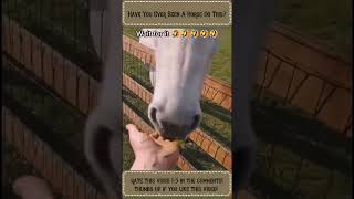 Laughing out Loud Hilarious Horse Farting Video Watch and LOL [upl. by Dranik]