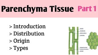 Parenchyma Tissue Tissue System plant Systematics [upl. by Okikuy984]