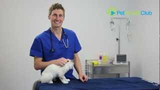 The PetHealthClub  How to put drops or medication in your cats ears [upl. by Amej]