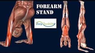 How to Forearm Stand Pincha Mayurasana Yoga GymnasticsMuscle Anatomy EasyFlexibility [upl. by Gnart]