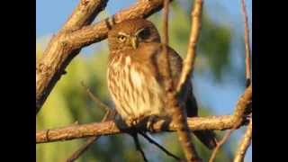 El Canto de la Aurora Glaucidium Brasilianum [upl. by Oah]