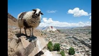 MÚSICA RELAJANTE FLAUTA TIBETANA  PEPA [upl. by Alberta559]