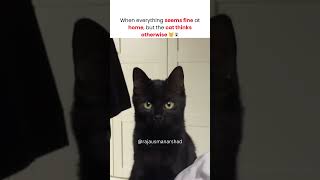 Spooky Black Cat Staring Intensely  Funny Pet Video [upl. by Darwin805]