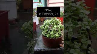 Portulacaria afra topiary update jadetopiary update shorts [upl. by Farmann]