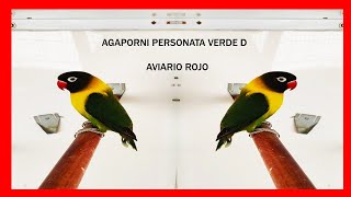 Agapornis PERSONATA Verde D ✅ Mutaciones de Agapornis Personatas [upl. by Ariec]