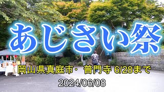 あじさい祭 岡山県真庭市・普門寺 今月28日まで 20240608 [upl. by Olwen]