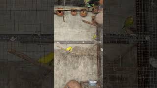 Budgies breeding formula budgies breedingformula birds breeding [upl. by Repsac264]