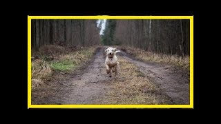 Hundefutter Test 1 Rinti – Das Kennerfleisch [upl. by Kaazi527]