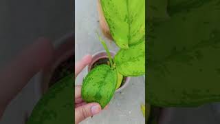 Aglaonema plant Aglaonemas are known to bring prosperity and good luckbestshorts youtubeshorts [upl. by Schlesinger]