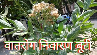 रास्ना Pluchea lanceolata की पहचानबेशकीमती दुर्लभ बूटी [upl. by Di349]