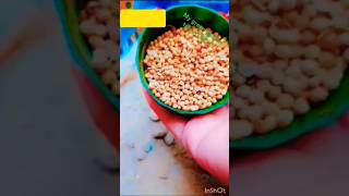 💯Magical Way to Grow 🌱Coriander in just 😊3 daysEasiest method to grow coriander at home 🌱garden [upl. by Ike]