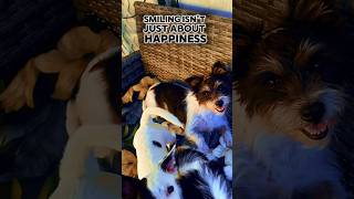 💛🐾 Cute Puppies All smiles 🐶PuppyLife cute dog pet smiles puppy doglover dogs explore [upl. by Jea]