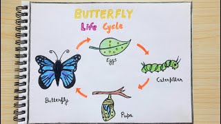 Butterfly life cycle drawing easy  How to draw life cycle of butterfly step by step  artYo 🦋 [upl. by Ecydnarb]