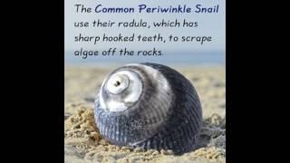 Intriguing Information About Common Periwinkle Snails [upl. by Elocim]