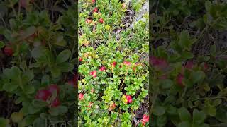 lingonberry picking harvesting cranberry lingonberry berryfarm [upl. by Kowtko]