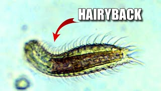 Hairyback Facts the HAIRY BELLY WORM 🪱 Animal Fact Files [upl. by Oner]