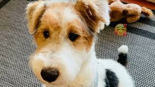 Watch Skipper the Wire Fox Terrier puppy fun and tricks [upl. by Christie]