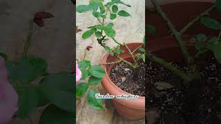 എന്റെ seraphim rose ഞാൻ എങ്ങനെ ഇങ്ങനെ ആക്കിnaturelovers flowers [upl. by Carbo953]