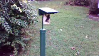 Feeding mealworms to nestlings  07302009 [upl. by Gneh]