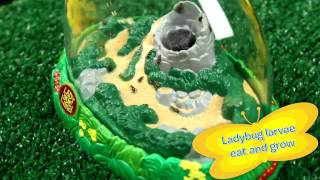 Grow Ladybugs at Home  Ladybug Land  Insect Lore [upl. by Loggins188]