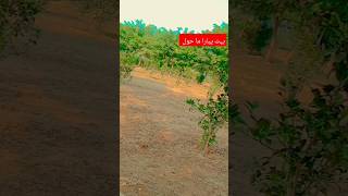 ماشاءاللہ بہت ہی خوبصورت ماحول ہے foryou nature beautiful youtubeshorts [upl. by Nywra371]