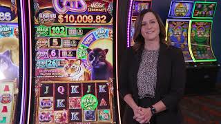 Cats Wild Serengeti™ Video Slots Product Demo Video [upl. by Eide794]