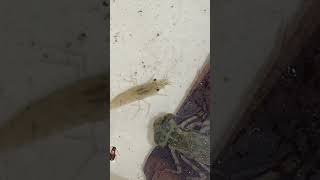 Dragonfly larva vs shrimp😨 dragonfly insects shrimp phonk [upl. by Anilehcim295]