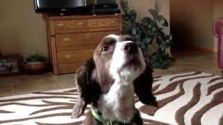 Springer Spaniel Howling [upl. by Ardnazil]