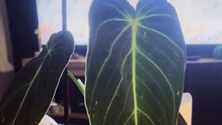 Philodendron melanochrysum  cudo z wyprzedaży🔥🔥🔥🔥 [upl. by Meela]