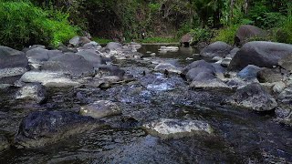 Water with a gurgling sound that calms the mind  Relaxing and calming river gurgling sound [upl. by Clere326]