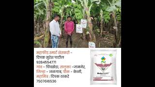 Mahafeed Satisfied Farmer Crop  Banana Use Product  MahaFRUIT NPK 06543 [upl. by Annasor]