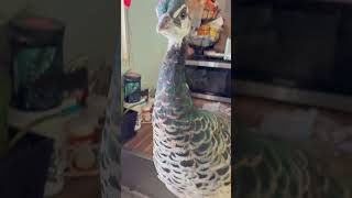 Peahen curious about my sourdough starter farmanimals peafowl peahen pets cuteanimals animals [upl. by Cooper178]