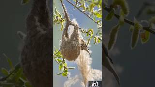 Burung Cape Penduline Anthoscopus minutus si pembuat sarang labirin alam hewan hutan burung [upl. by Adelia]