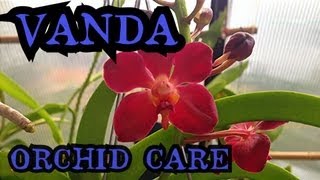 Vanda Orchid Care Info on watering and root health  quotHow to care for Orchidsquot [upl. by Woo]